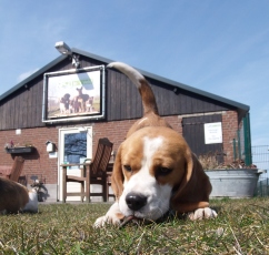 Dierenwelzijncentrum In 't Veld