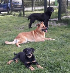 Dierenwelzijncentrum In 't Veld