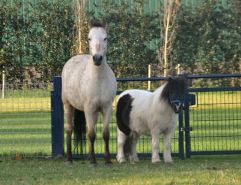 Dierenwelzijncentrum In 't Veld