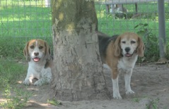 In 't Veld Hondenpension