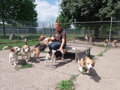In 't Veld Hondenpension