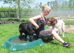 In 't Veld Hondenpension