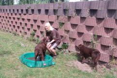 In 't Veld Hondenpension