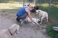 In 't Veld Hondenpension