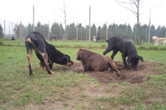 In 't Veld Hondenpension