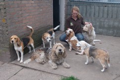 In 't Veld Hondenpension