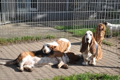 In 't Veld Hondenpension