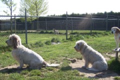 In 't Veld Hondenpension