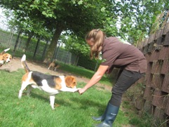 In 't Veld Hondenpension