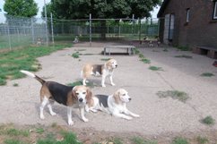 In 't Veld Hondenpension