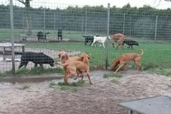 In 't Veld Hondenpension