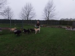 In 't Veld Hondenpension