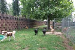 In 't Veld Hondenpension