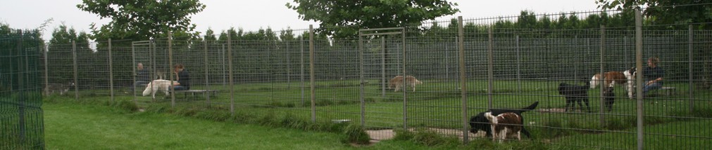 In 't Veld Hondenpension