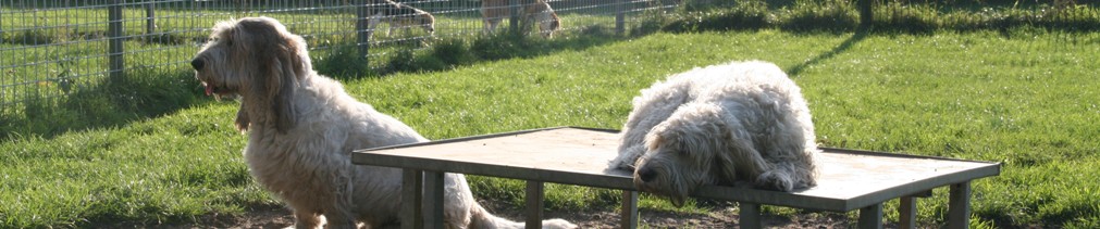 In 't Veld Hondenpension