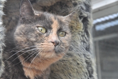 In 't Veld kattenpension