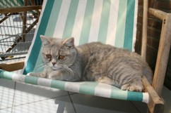 In 't Veld kattenpension