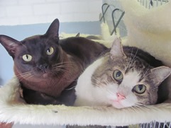 In 't Veld kattenpension
