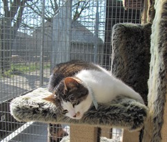 In 't Veld kattenpension