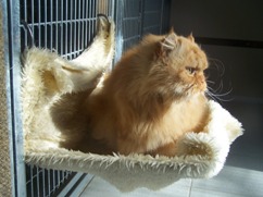 In 't Veld kattenpension