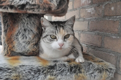 In 't Veld kattenpension