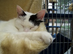 In 't Veld kattenpension