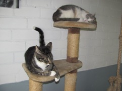 In 't Veld kattenpension