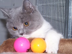 In 't Veld kattenpension
