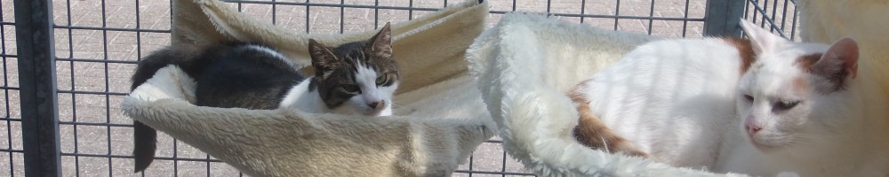 kattenpension