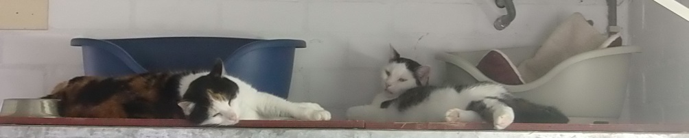 kattenpension