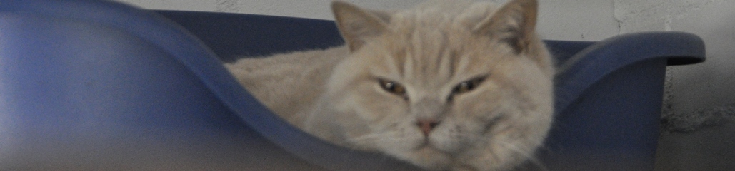 kattenpension