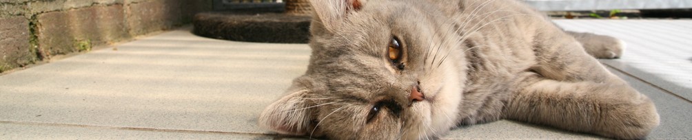 kattenpension