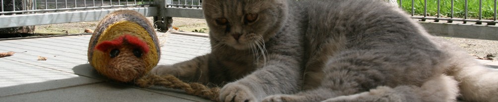 kattenpension