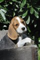 Afb_20120810_Bailey