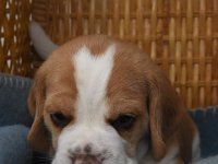 Afb 20190522 koos (12)
