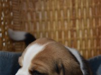Afb 20190522 sasa (8)