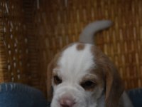 Afb 20190522 toet (11)