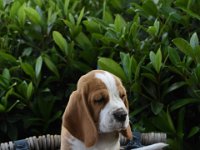 Afb 20190620 koos (7)