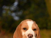 Afb 20190622 coco (3)
