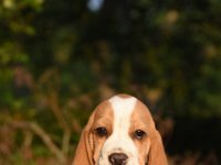 Afb 20190622 koos (3)