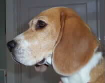 In 't Veld Beagles