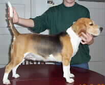 In 't Veld Beagles