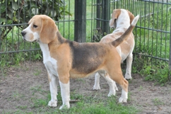 In 't Veld Beagles