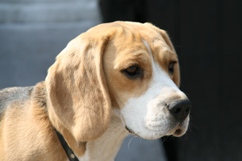 In 't Veld Beagles