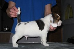 In 't Veld Beagles