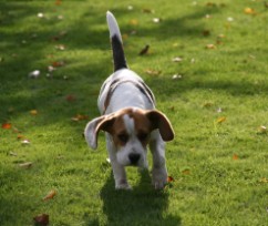 In 't Veld Beagles