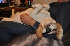 In 't Veld Beagles