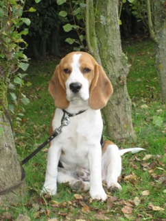 In 't Veld Beagles