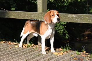 In 't Veld Beagles