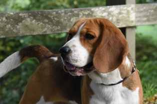 In 't Veld Beagles